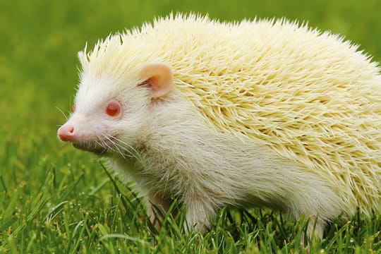 Albino-Igel sind durch die Mutation nicht zwangsläufig beeinträchtigt