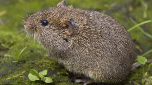 Im Vergleich zu einem Maulwurf hat eine Wühlmaus schwarze, rote oder graubraune Farbe und eine stumpfe Schnauze.