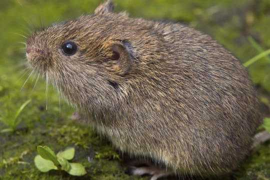 Im Vergleich zu einem Maulwurf hat eine Wühlmaus schwarze, rote oder graubraune Farbe und eine stumpfe Schnauze.