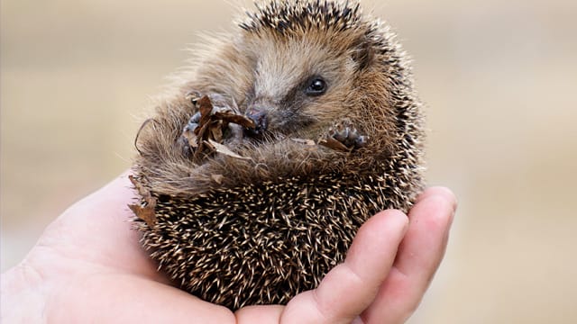 Einen Igel sollten Sie bloß im absoluten Notfall, am besten mit Handschuhen, anfassen.