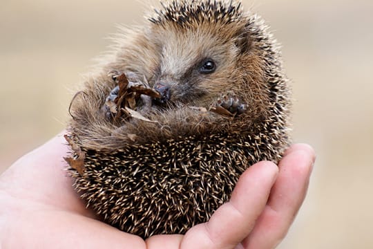 Einen Igel sollten Sie bloß im absoluten Notfall, am besten mit Handschuhen, anfassen.