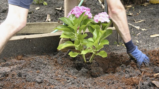 Hortensien pflanzt man am besten noch während der Blüte in den Garten.