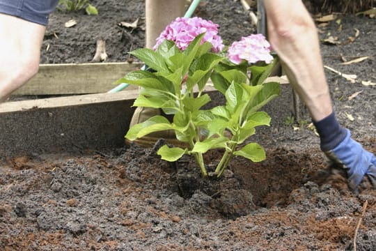 Hortensien pflanzt man am besten noch während der Blüte in den Garten.