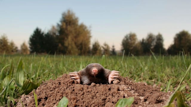 Maulwürfe haben ein empfindliches Gehör, deswegen kann man sie mit Geräuschen aus dem Garten vertreiben.