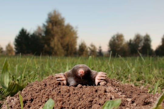 Maulwürfe haben ein empfindliches Gehör, deswegen kann man sie mit Geräuschen aus dem Garten vertreiben.