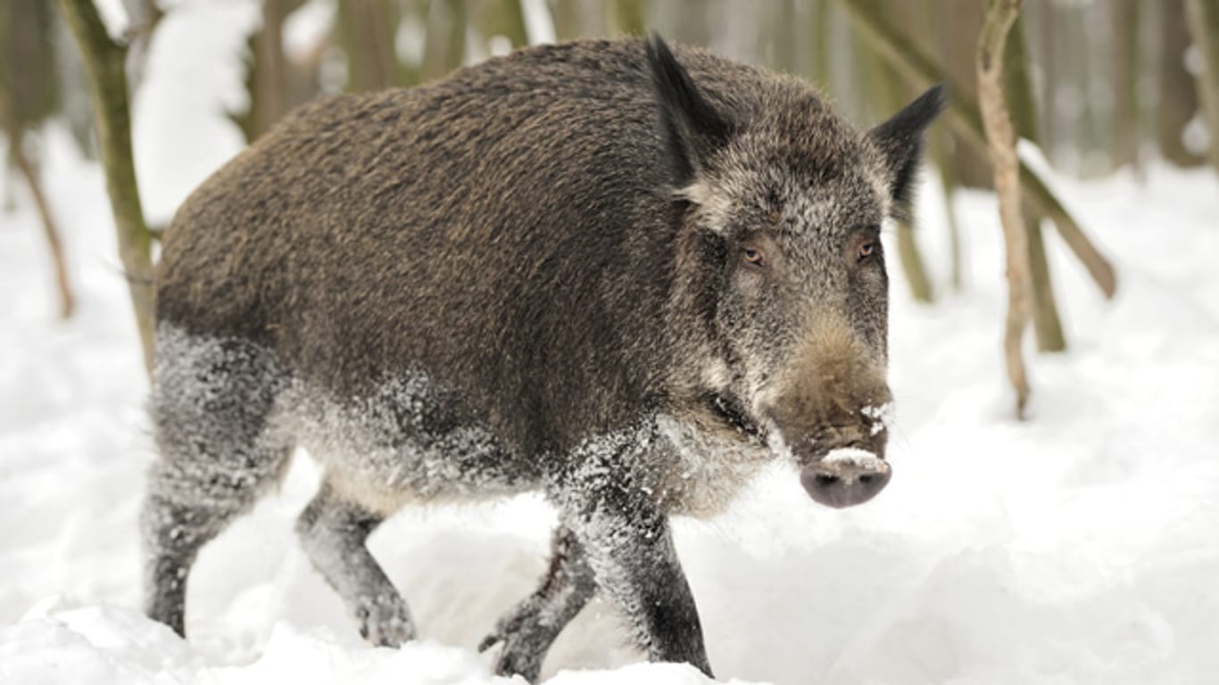 Wildschweine sind im Winter durch ihre Borsten optimal vor der Kälte geschützt