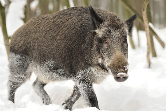 Wildschweine sind im Winter durch ihre Borsten optimal vor der Kälte geschützt