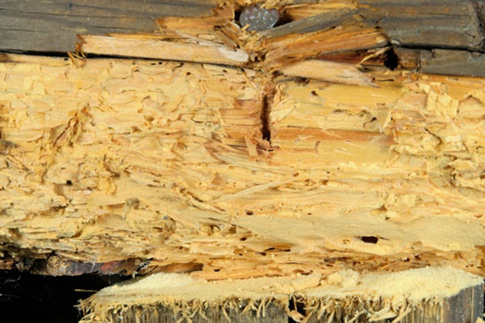 Um einem Holzwurmbefall vorzubeugen, sollten Sie den Holz trocken lagern und die Räume gut heizen und lüften.