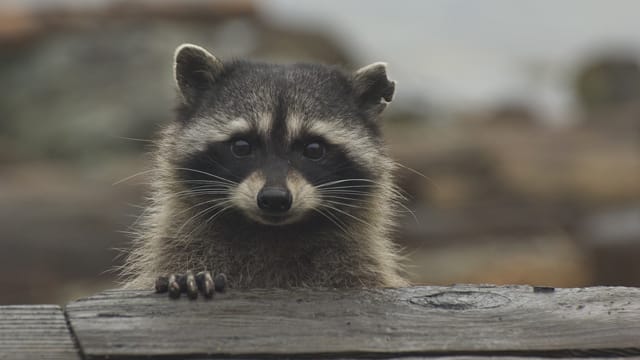 Waschbären sehen zwar süß aus, sind aber wild und deshalb nicht als Haustier geeignet.