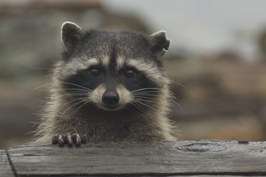 Waschbären sehen zwar süß aus, sind aber wild und deshalb nicht als Haustier geeignet.