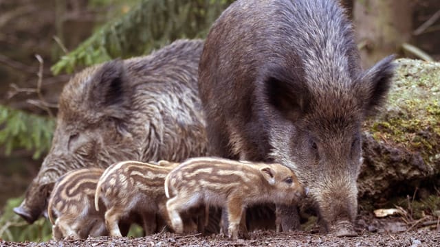 Bachen verteidigen ihre Jungtiere energisch und reagieren gegenüber Störungen durch Menschen aggressiv