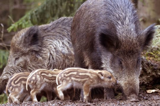 Bachen verteidigen ihre Jungtiere energisch und reagieren gegenüber Störungen durch Menschen aggressiv