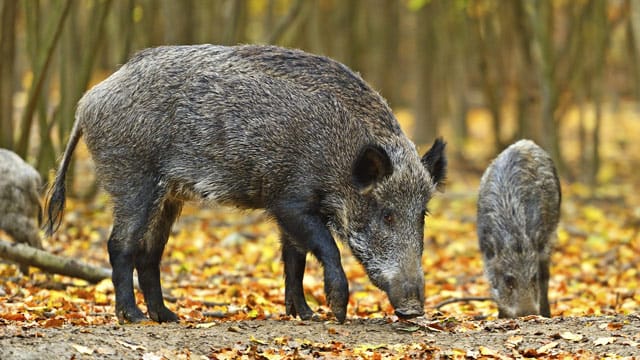 Auf der Suche nach Nahrung durchwühlen Wildschweine den Boden mit ihrer Schnauze