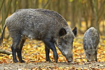 Auf der Suche nach Nahrung durchwühlen Wildschweine den Boden mit ihrer Schnauze