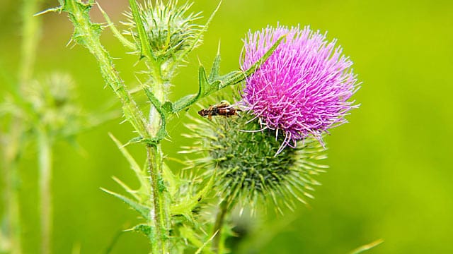 Die Kratzdistel ist essbar.