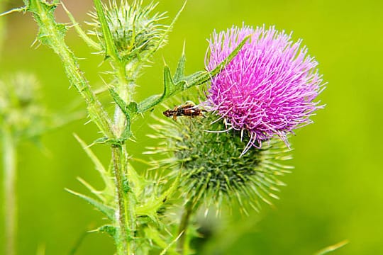 Die Kratzdistel ist essbar.