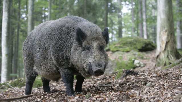 Ausgewachsene Wildschweine können bis zu 180 Kilogramm schwer werden