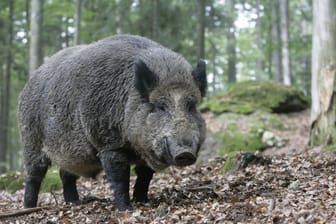 Ausgewachsene Wildschweine können bis zu 180 Kilogramm schwer werden