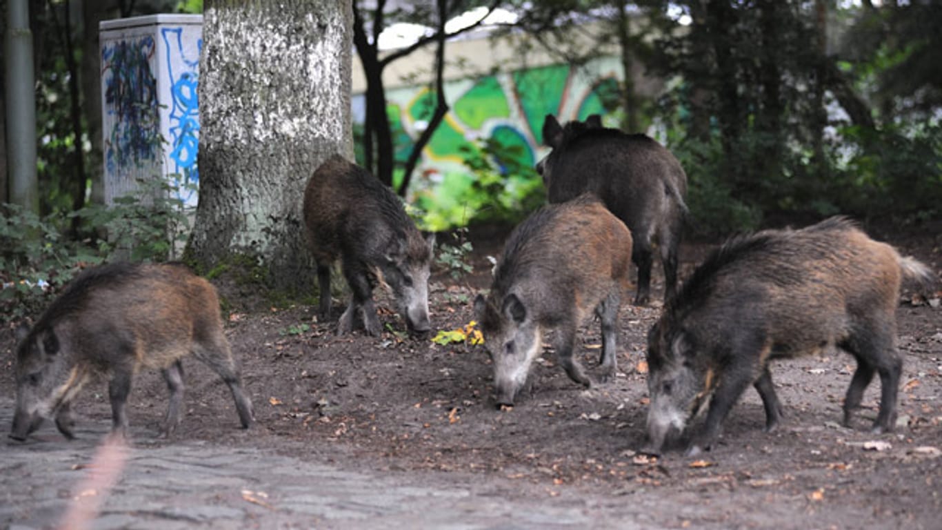 In Berlin leben Schätzungen zufolge bis zu 6.000 Wildschweine