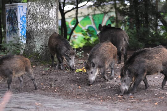 In Berlin leben Schätzungen zufolge bis zu 6.000 Wildschweine