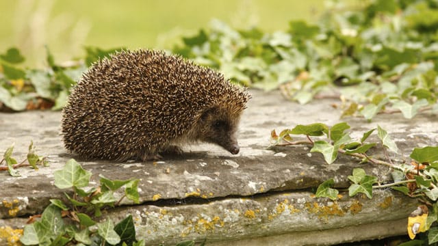 Wenn Sie Igel im Garten ansiedeln, tun Sie auch der Natur gut.