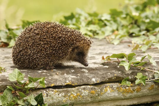 Wenn Sie Igel im Garten ansiedeln, tun Sie auch der Natur gut.