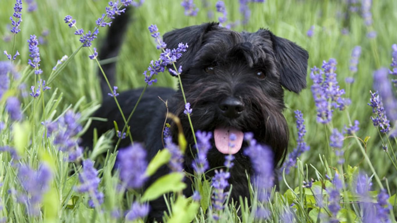 Lavendel ist für Hunde ungefährlich.