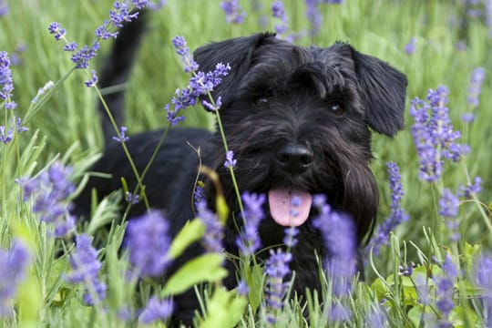 Lavendel ist für Hunde ungefährlich.