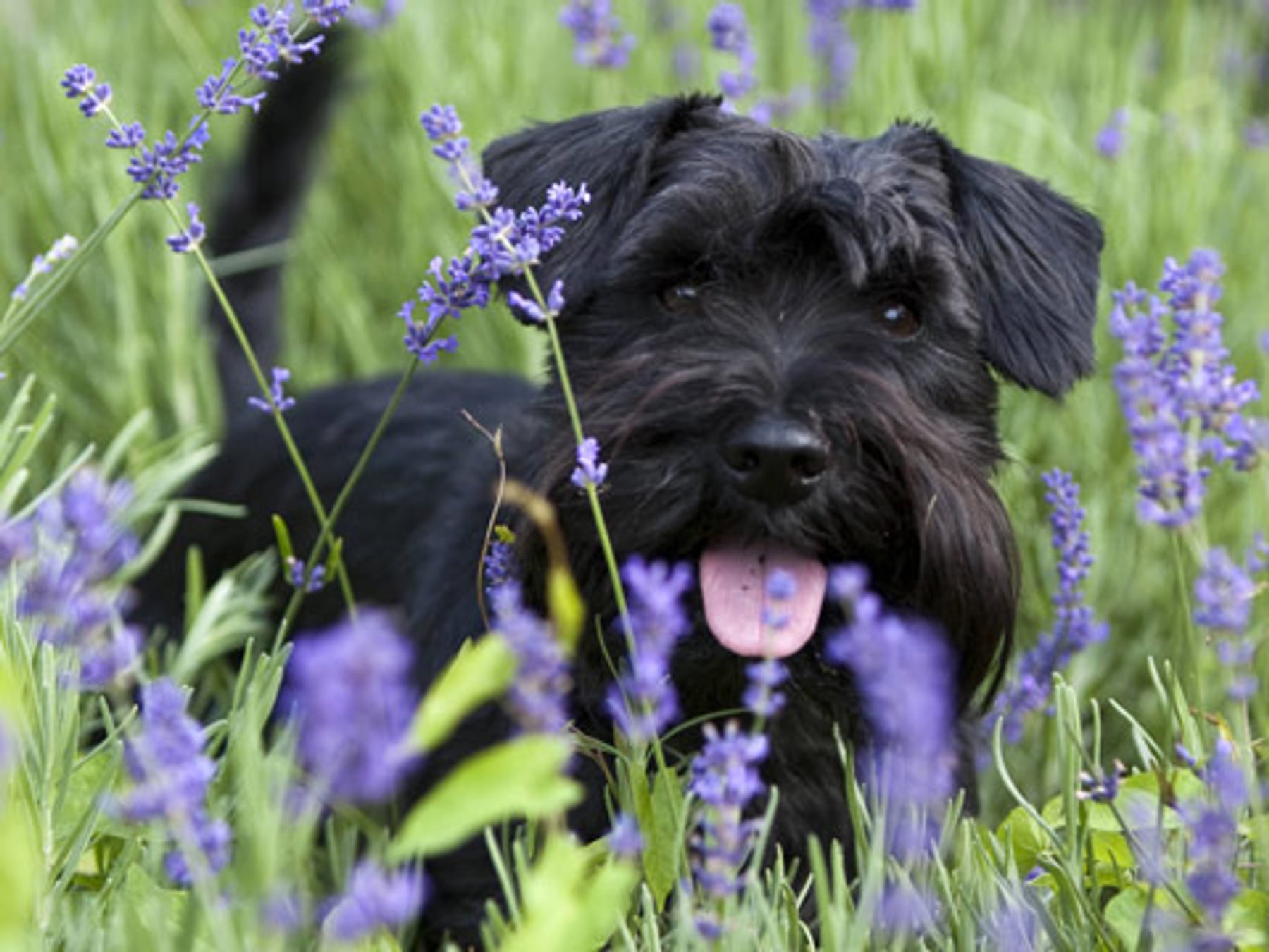 Ist Lavendel für oder Hunde?