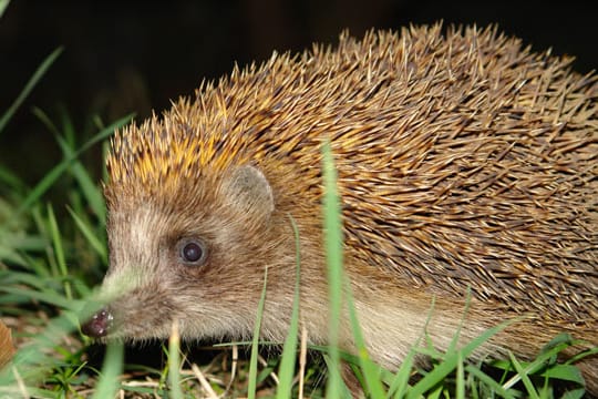 Tagsüber verstecken sich Igel, aktiv sind die nützlichen Tiere nachts.