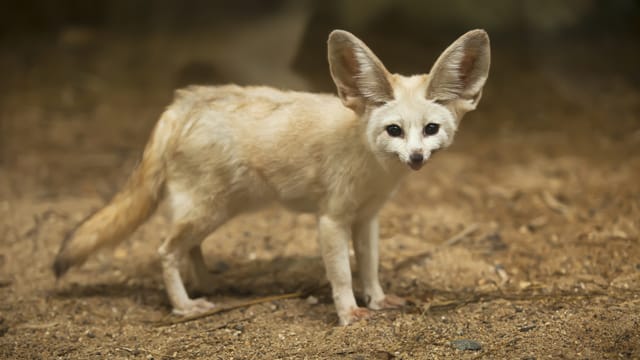 Die großen Ohren des Wüstenfuchs dienen unter anderem der Regulierung der Körperwärme