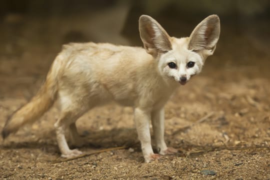 Die großen Ohren des Wüstenfuchs dienen unter anderem der Regulierung der Körperwärme