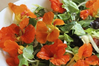 Kapuzinerkresse eignet sich nicht nur zum Verfeinern und Verzieren von Salat, aufgrund ihrer antibakteriellen Eigenschaften ist sie auch besonders gesund.