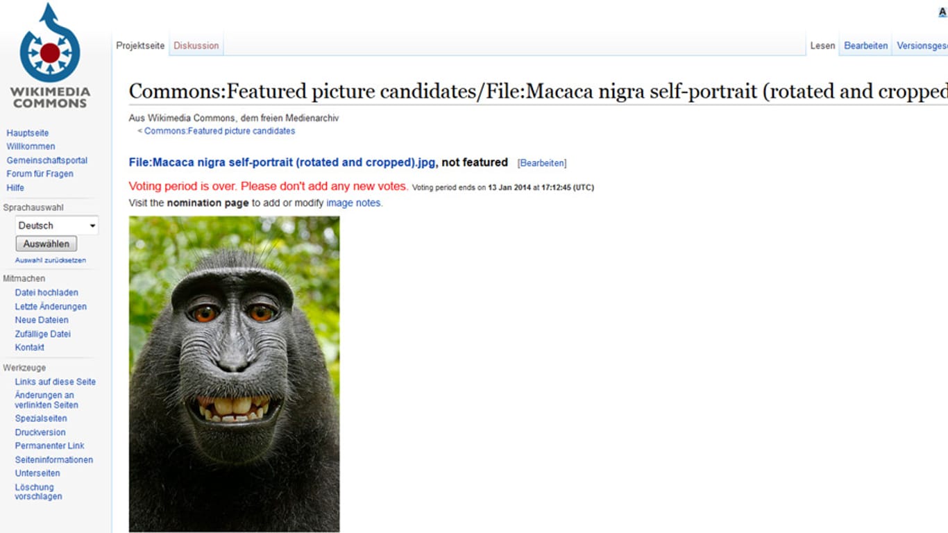 Affen-Selfie auf einer Wikipedia-Seite: Ein neugieriges Makaken-Weibchen spielte mit der Kamera.