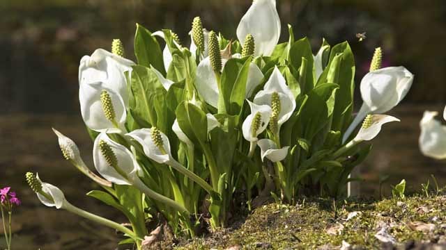 Der Riesenaronstab gehört nicht in heimische Gärten.