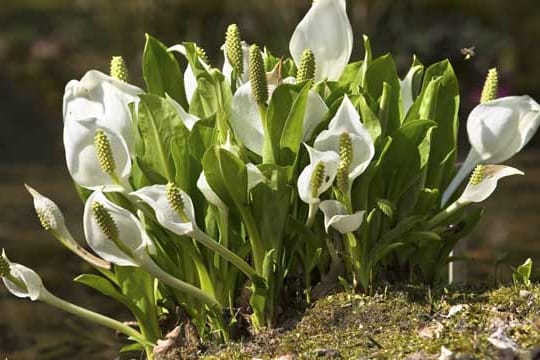 Der Riesenaronstab gehört nicht in heimische Gärten.