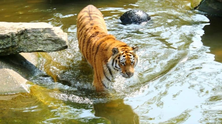 Ein Tiger im Zoo in Köln.