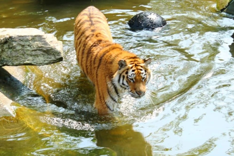 Ein Tiger im Zoo in Köln.