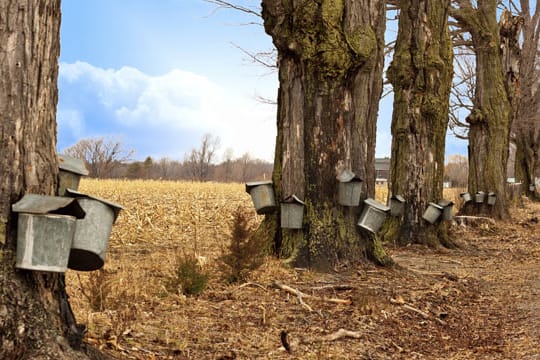 Zwei große Verwendungsmöglichkeiten vom Ahorn sind Holzproduktion und Ahornsirup.