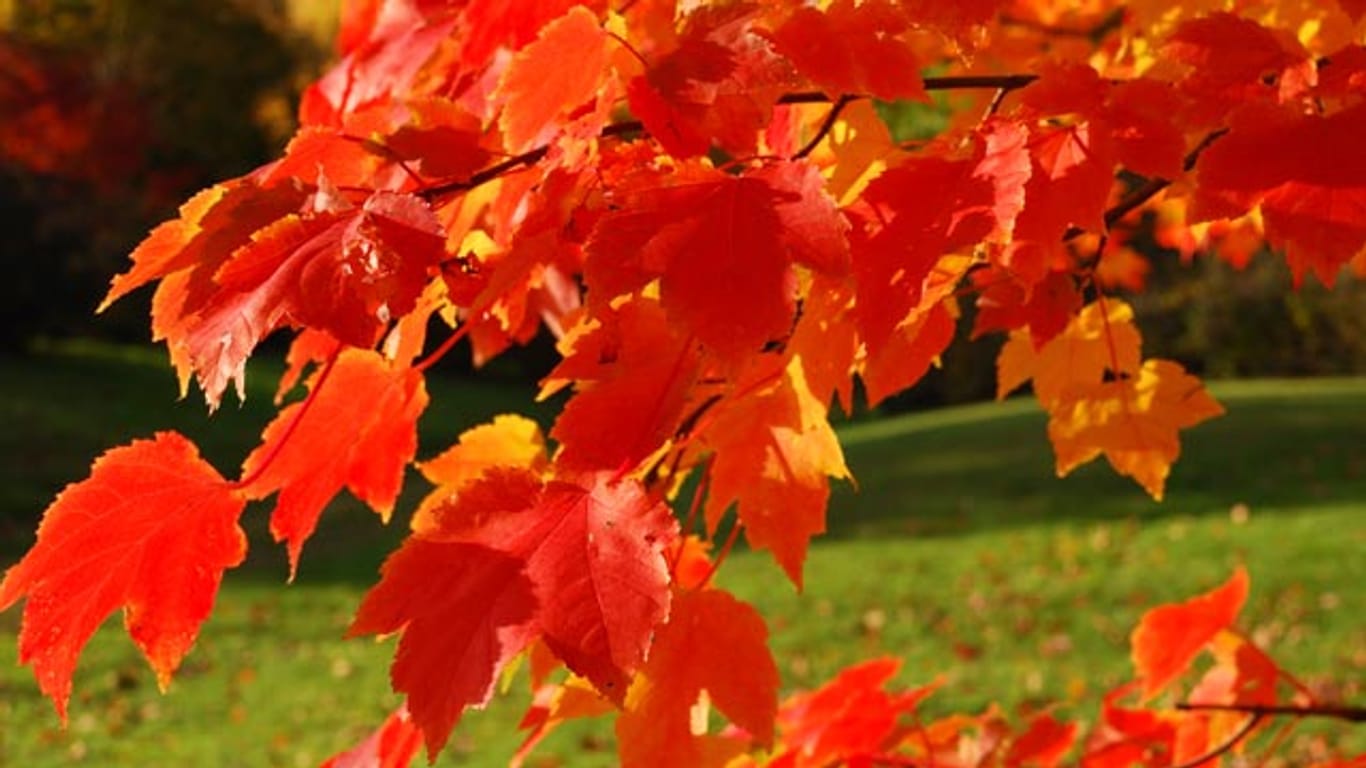 Der Spitzahorn hat fünf- bis siebenlappige, spitz zulaufenden Blätter mit gezahntem Rand.