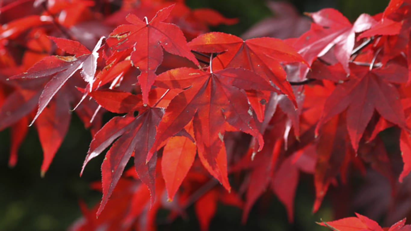 Die leuchtend rote Farbe der Blätter im Herbst, sind das Merkmal des Feuerahorns