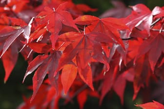 Die leuchtend rote Farbe der Blätter im Herbst, sind das Merkmal des Feuerahorns