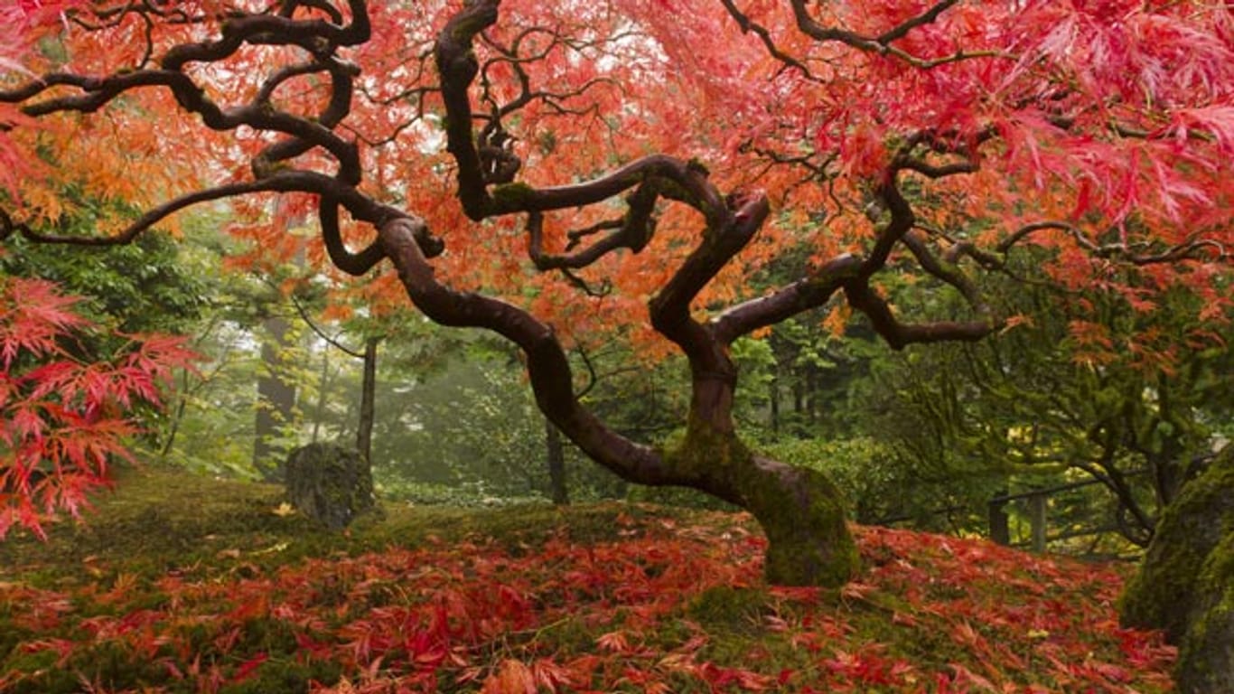 Japanischer Ahorn strahlt Ruhe aus und ist mit seinen roten Blättern im Herbst ein echter Blickfang