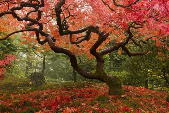 Japanischer Ahorn strahlt Ruhe aus und ist mit seinen roten Blättern im Herbst ein echter Blickfang