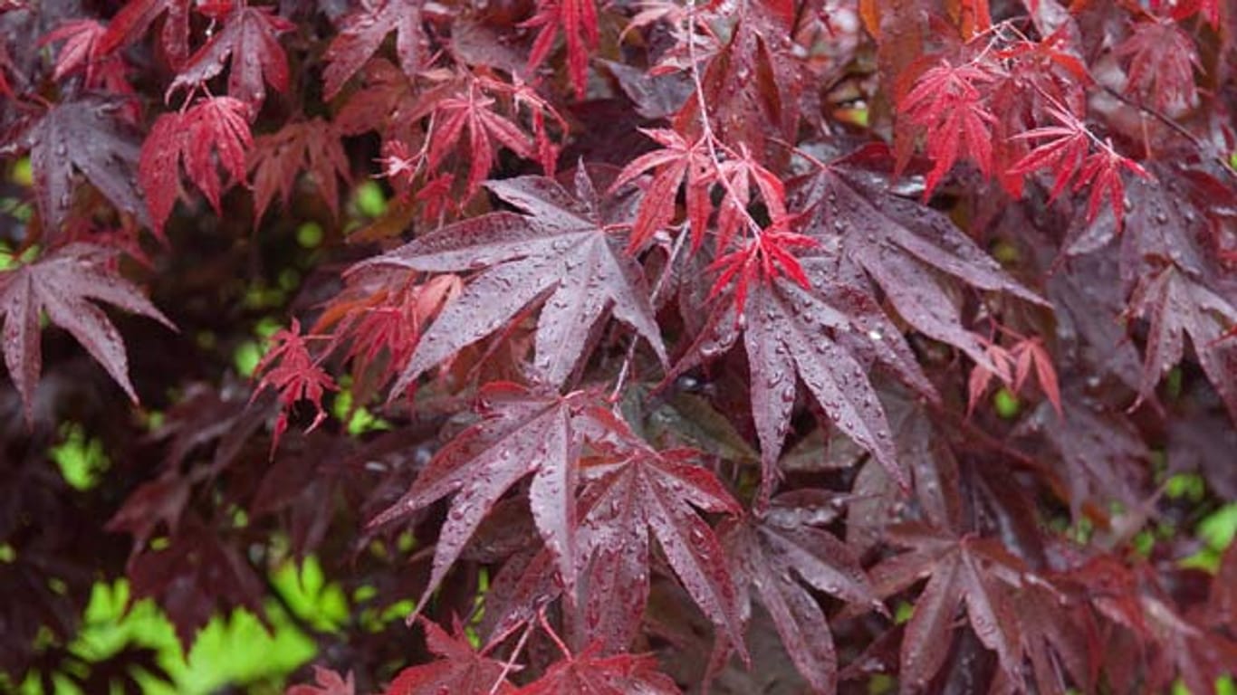 Der Rote Fächerahorn oder Bloodgood hat im Herbst leuchtend rote Farbe.
