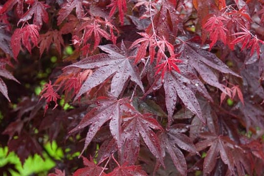 Der Rote Fächerahorn oder Bloodgood hat im Herbst leuchtend rote Farbe.