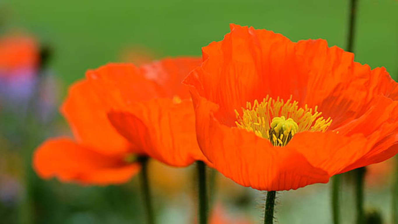 Islandmohn eignet sich auch für die Blumenvase.