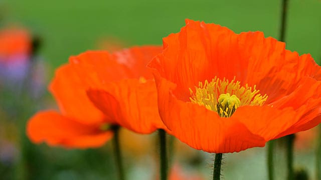 Islandmohn eignet sich auch für die Blumenvase.