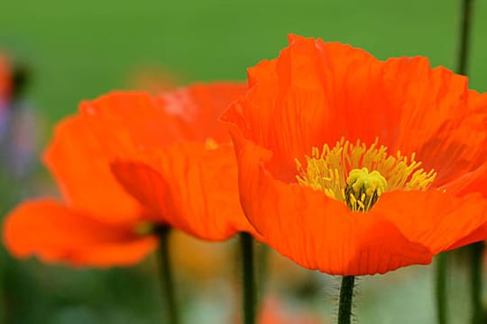 Islandmohn eignet sich auch für die Blumenvase.