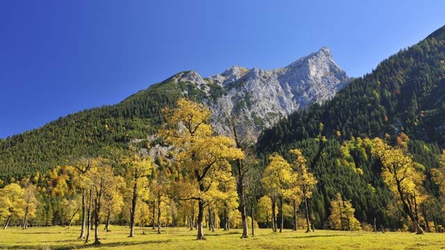 Der Bergahorn ist, dem Namen entsprechend, in mittleren und höheren Lagen verbreitet.